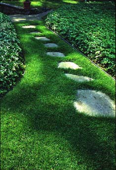 Flagstone walkway steps in lawn with pachysandra ground cover