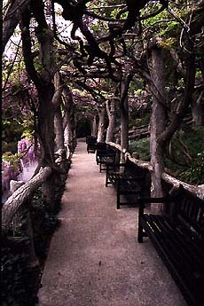 Wisteria floribunda arbor at The Huntington Botanical Gardens, San Marino, California,
