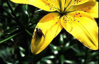 Japanese Beetles (Popillia japonica) on lily