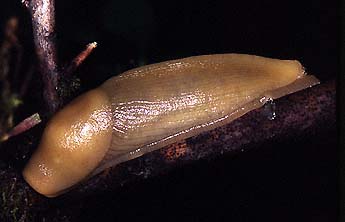 Banana Slug