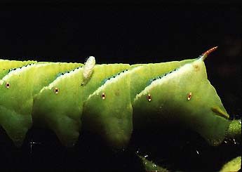 Tomato hornworm and Braconid wasp parasite