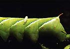 Tomato Hornworm and Braconid Wasp parasites