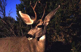 Deer in the garden