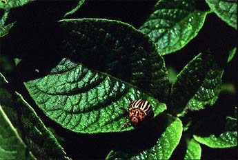 Colorado Potato Beetles (Leptinotarsa decemlineata)