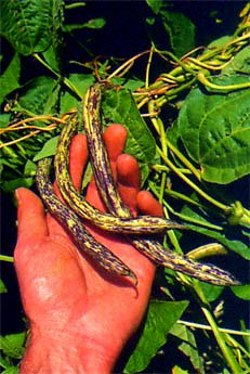 Cascade pole beans