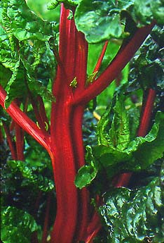 Swiss Chard Rhubarb