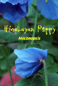 Flowers, Himalayan Poppy, Meconopsis