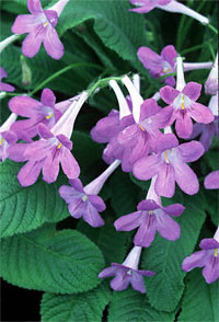 Houseplants, Streptocarpus pallescens, Cape Primroses