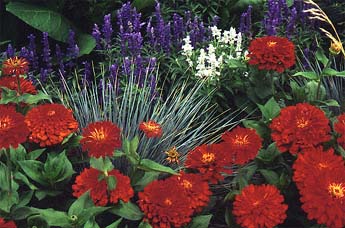 Annual Flowers in combination, zinnias, salvia, blue lyme grass