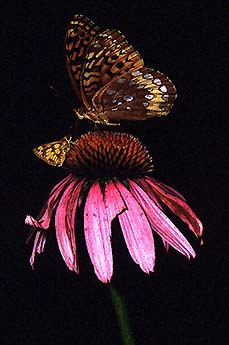 Butterflies atop Echinacea flowers (purple coneflower)