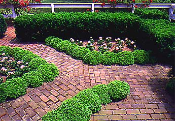 Boxwood, yew hedges, geraniums