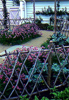 Chives, broccoli, vegetable herb kitchen garden with fence