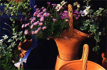 Container Gardens with ornamental clay pots, asters, licorice plant plectranthus