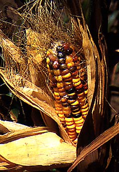 Ornamental corn, Indian corn