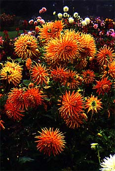 Cactus-flowered Dahlias Flowers in late summer