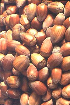 Filbert Nuts Cobnuts Corylus maxima