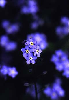 Myosotis scorpioides Forget-me-not