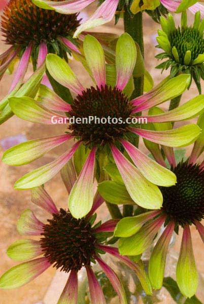 Echinacea purpurea 'Green Envy' coneflower purple green bicolor bicoloured copyright judywhite/GardenPhotos.com