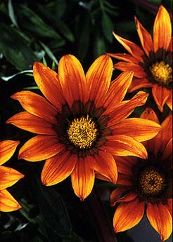 Gazania 'Daybreak Golden Star' gazanias flowers