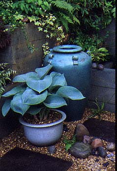 Hostas 'Blue Mammoth' in container