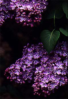 Lilac 'Georges Bellair' Syringa