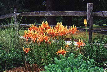 Kniphofia, lilies, Miscanthus sinensis, Sedum 'Autumn Joy' in summer