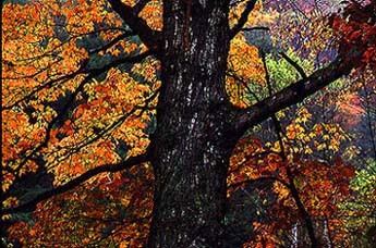 Maple Tree in Fall Color