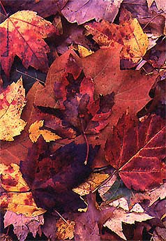 Autumn Leaves in Fall foliage colors