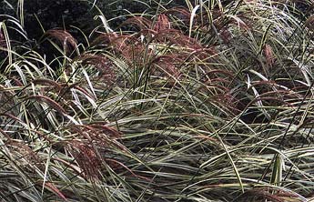 Miscanthus sinensis Ornamental Grass