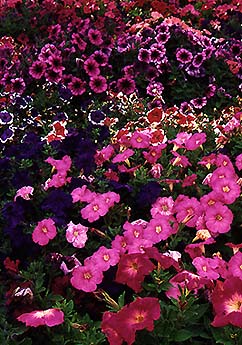 Petunias Flowers Annuals