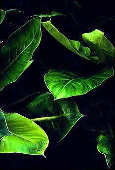 Philodendron 'Moonlight' houseplants