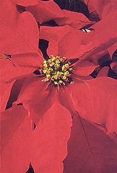 Poinsettia ‘Cranberry Punch’