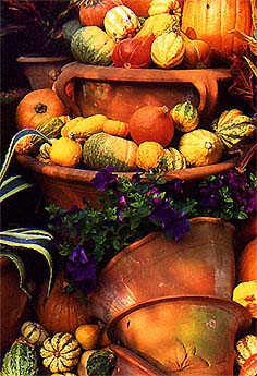 Harvest gourds and pots, petunias, yucca in autumn, fall