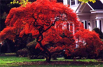 Acer palmatum dissectum, Japanese maples in red fall colors