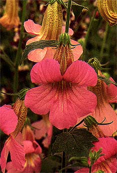 Rehmannia angulata flowers