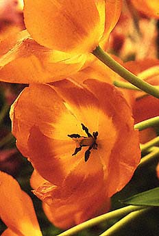 Tulips flowers